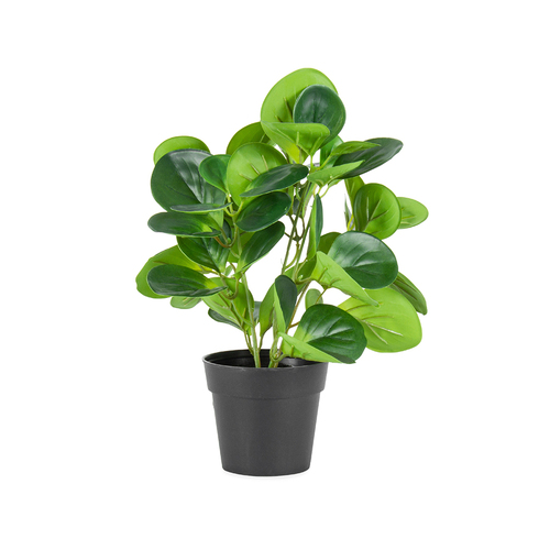 Potted Artificial Plant Coin Leaf Peperomia - 23 x 31cm