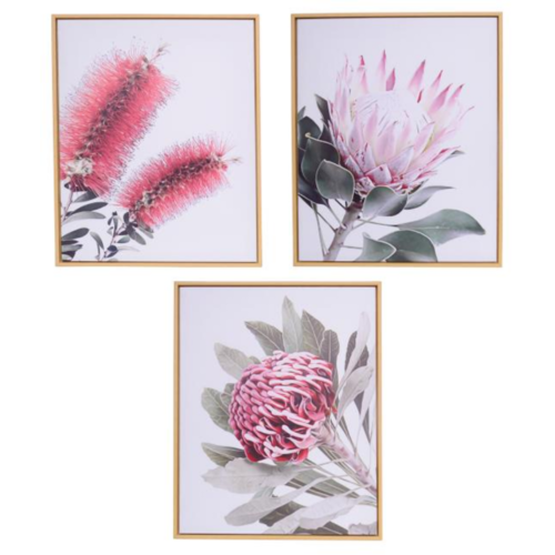 Australian Flora Canvas Framed Pictures